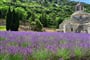 Poznávací zájezd Francie - Provence - klášter Senanque