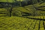 Zájezd Azorské ostrovy - Sao Miguel - čajové plantáže Chá Gorreana
