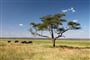 Poznávací zájezd do Tanzánie - pláně Serengeti