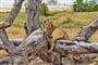 Poznávací zájezd do Tanzánie - NP Serengeti