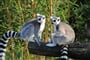 Poznávací zájezd Madagaskar, lemur