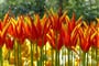 Holandsko a tulipány