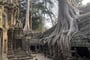 Angkor - chrám Ta Prohm