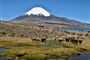 peru-Chile_NP Lauca_0152-1