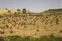 Kypr - viná réva se tu daří a víno je výborné