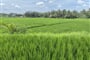 Rýžová pole u Ubudu