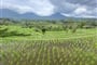Rýžové terasy Jatiluwih (Unesco)