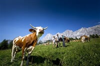 Schladming - Dachstein - Dachsteinská bomba pro seniory