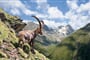 Foto - Pitztal - Údolí Pitztal a Kaunertal - alpské pokladnice pro seniory