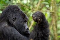 Uganda - to nejlepší z africké fauny, trek za horskými gorilami i za šimpanzi