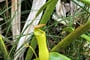 Láčkovka Nepenthes pervillei