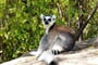 Lemur kata 02