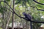 Lemur korunkatý