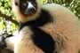 Lemur vari 01