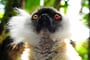 Sifaka Deckenův