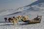 Foto - Zimní Grónsko + POLÁRNÍ ZÁŘE NAD FJORDEM + TRADIČNÍ JÍZDA PSÍM SPŘEŽENÍM