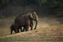 národní park Periyar - sloni