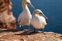 ostrov helgoland foto 62