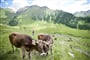 Foto - Gitschberg-Jochtal - Jižní Tyrolsko - alpský ráj s italskou duší