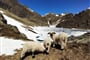 Foto - Gitschberg-Jochtal - Jižní Tyrolsko - alpský ráj s italskou duší