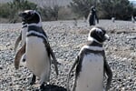 Foto - Velký okruh Argentinou s Patagonií