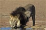 Poušť Karoo, Kalahari a Západní pobřeží Jižní Afriky - 13 dní