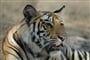Kulturní Indie a safari v NP Ranthambore - 10 dní