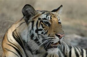 Kulturní Indie a safari v NP Ranthambore - 10 dní