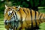 corbett - national - park1