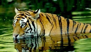 Objevování Indie a tygří safari v NP Corbett - 11 dní