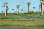 Objevování Madagaskaru - 17 dní