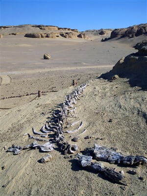 Egypt_WZ 01