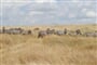 Luxusní Addo Elephant Safari s návštěvou Lesotho - 12 dní
