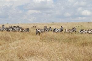 Luxusní Addo Elephant Safari s návštěvou Lesotho – 12 dní