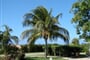 732329 coconut tree 2[2]