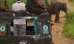 Srí Lanka2