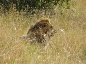 Jezero Nakuru a Masai Mara Safari - 6 dní
