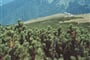 Slovensko-M-Fatra
