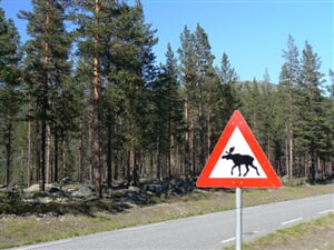 9009 (2) Pozor, los! Neobvykl� zna�ka, kterou m��ete spat�it na norsk�ch, �v�dsk�ch �i finsk�ch silnic�ch