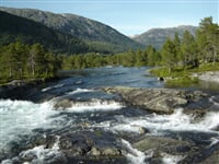 Gaula