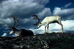 Lofoty a Nordkapp