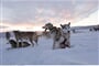 Husky Safari, Icehotel Jukkasjarvi