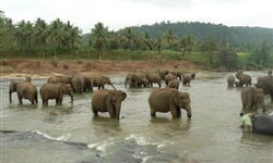 Pinnawela