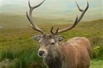 red deer stag