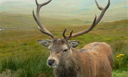 red deer stag