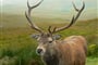 red deer stag