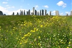callanish stones
