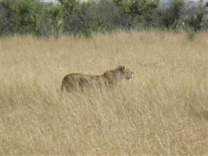 Luxusní safari v Krugerově NP s pobytem u Indického oceánu v Mosambiku 4*