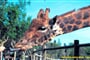 lignano zoo