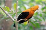 Peru - pobyt v Amazonii